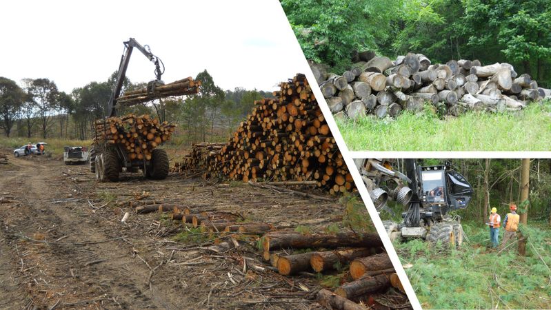 Left: Log loader processing materials, top right: logging residues on site; bottom right: workers working on logging site